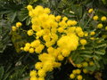 vignette Acacia dealbata 'Le Gaulois'