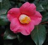 vignette Camellia japonica 'Scorrier'   (GB 1963)