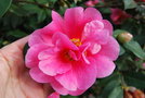 vignette Camellia x williamsii 'Caerhays'   (GB 1958)