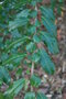 vignette Azara petiolaris  / Salicaceae  / Chili