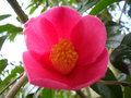 vignette Camellia 'Mary Christian'