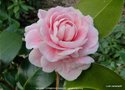 vignette Camélia ' MADAME CORMERAIS BAHAUD ' camellia japonica