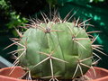 vignette Melocactus 1