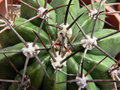 vignette Melocactus 1