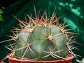 vignette Melocactus 2