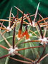 vignette Melocactus 2