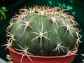 vignette Melocactus 3