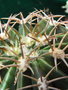 vignette Melocactus 3