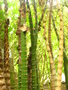 vignette Bambusa tuldoides