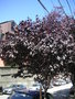 vignette Prunus cerasifera 'Pissardii' - Prunier de Pissard, Prunier d'ornement