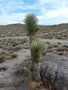 vignette Yucca brevifolia