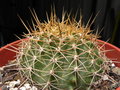 vignette Ferocactus schwarzii