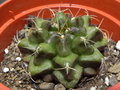 vignette Gymnocalycium anisitsii ssp damsii