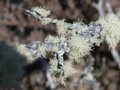 vignette Lichens complex ?