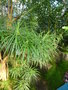 vignette Dracaena reflexa var. linearifolia