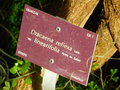 vignette Dracaena reflexa var. linearifolia