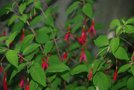 vignette Fuchsia Magellanica_Onagracees