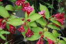 vignette weigelia..._Caprifoliacees