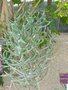 vignette Euphorbia cedrorum