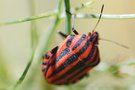 vignette Graphosoma italicum