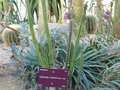 vignette Euphorbia classenii