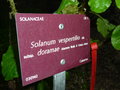 vignette Solanum vespertilio ssp. doramae
