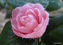 vignette Camlia ' BRECA ' camellia japonica