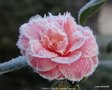 vignette Camlia ' CONFETTI BLUSH ' camellia japonica