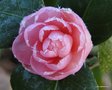 vignette Camlia ' BRECA ' camellia japonica
