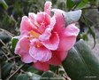vignette Camlia ' GLOIRE DE NANTES ' camellia japonica