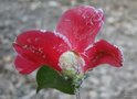 vignette Camlia, camellia Japonica ? , un de mes semis