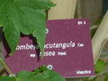 vignette Dombeya acutangula ssp rosea