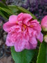 vignette Camellia 'Fragrant Pink'