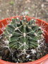 vignette Gymnocalycium mihanovichii var. stenogonum