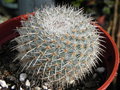 vignette Mammillaria albilanata ssp. oaxacana (=M. noureddineana)