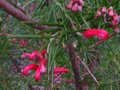 vignette Grevillea juniperina au 02 02 11