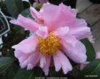 vignette Camlia ' SHOW GIRL ' camellia hybride reticulata