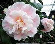 vignette Camlia ' MADAME CORMERAIS BAHUAUD ' camellia japonica