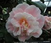 vignette Camlia ' MADAME CORMERAIS BAHUAUD ' camellia japonica