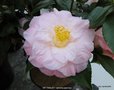 vignette Camlia ' DR TINSLEY ' camellia japonica