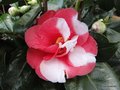 vignette Camlia ' R.L WEELER   variegated ' ? camellia japonica