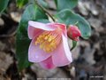 vignette Camlia ' MINATO-NO-AKEBONO ' camellia hybride, parfum