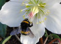 vignette Bourdon, (bombus terrestris)