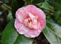 vignette Camlia ' CONFETTI BLUSH ' camellia japonica