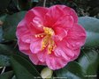 vignette Camlia ' GLOIRE DE NANTES ' camellia japonica