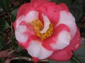 vignette Camellia japonica R.L.Wheeler variegated? en décembre 2009