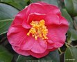 vignette Camlia ' GLOIRE DE NANTES ' camellia japonica