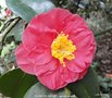 vignette Camlia ' GLOIRE DE NANTES ' camellia japonica