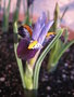 vignette Iris reticulata 'Gordon'