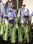 vignette Iris reticulata 'Gordon'